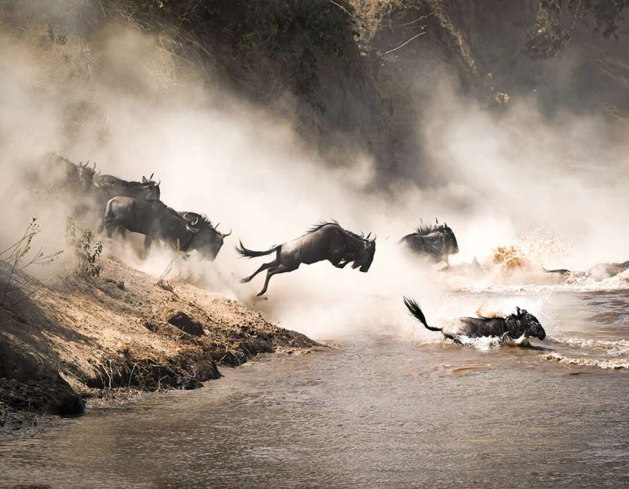 Wildebeest Migration Crossings - Wildebeest Crossings