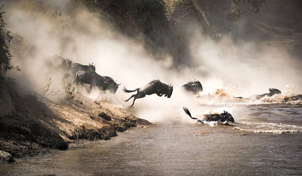 Wildebeest Migration Crossings - Wildebeest Crossings