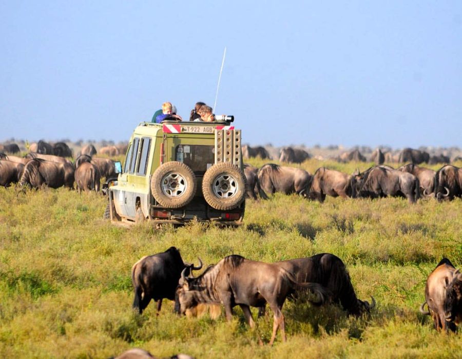 Serengeti National Park - Serengeti Safaris - Tanzania Safaris - Wildebeest Sightings