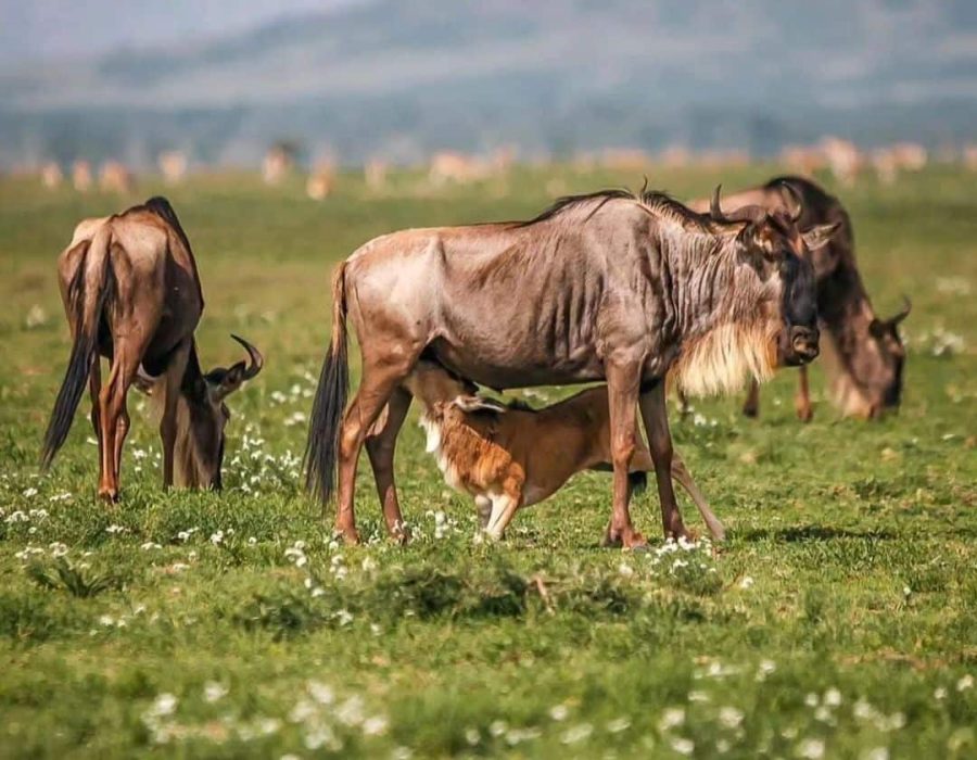 Wildebeest Migration in Kenya and Tanzania - Wildebeest Calving Season - Wildebeest Migration Safaris - Wildebeest Sightings