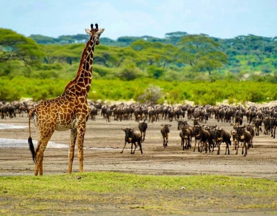 Wildebeest Migration in April