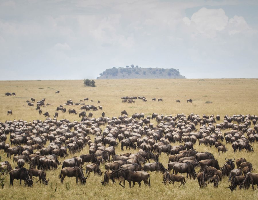 Serengeti Wildebeest Migration in June
