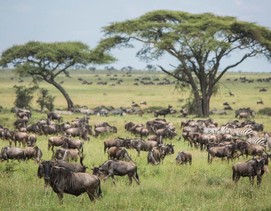 The wildebeest migration in November