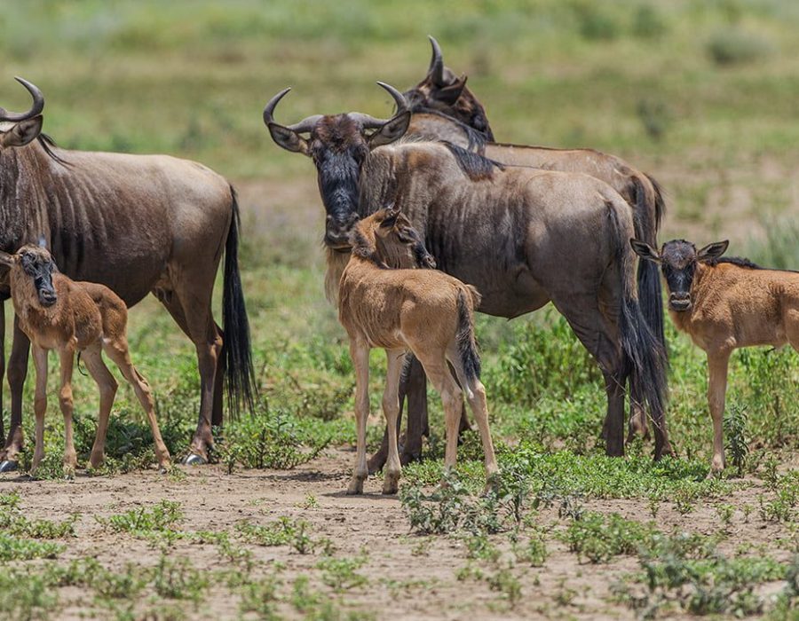 Wildebeest Calving Season