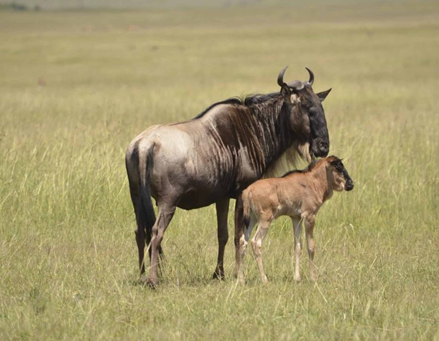 Ndutu Conservation Area - Wildebeest Sightings