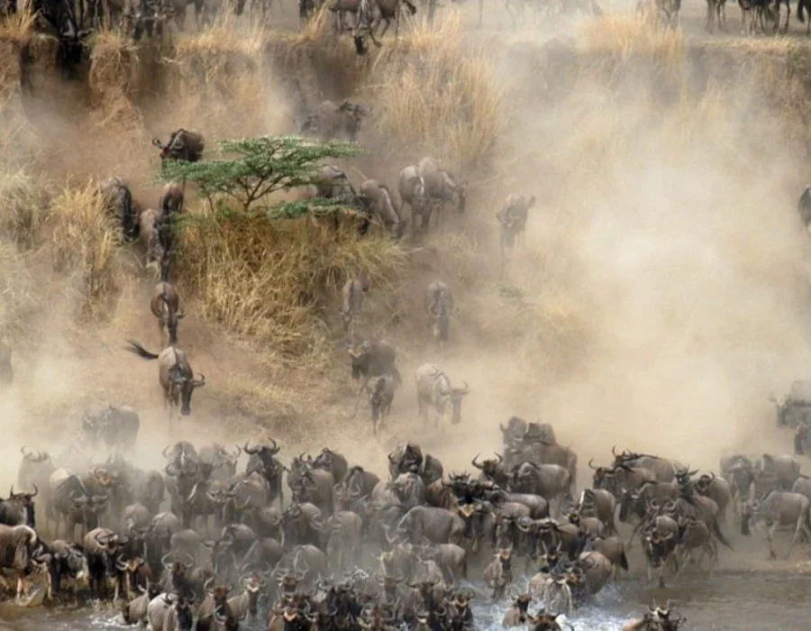 Wildebeest Migration Crossings - Wildebeest Crossings
