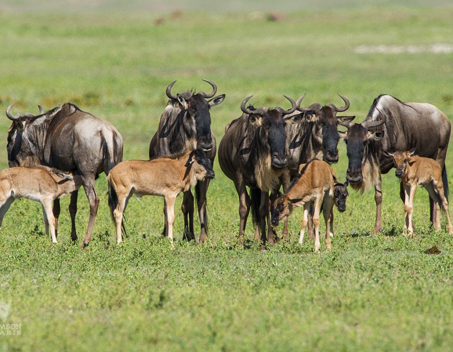 Wildebeest Calving Safaris - Wildebeest Calving Season - Wildebeest Sightings