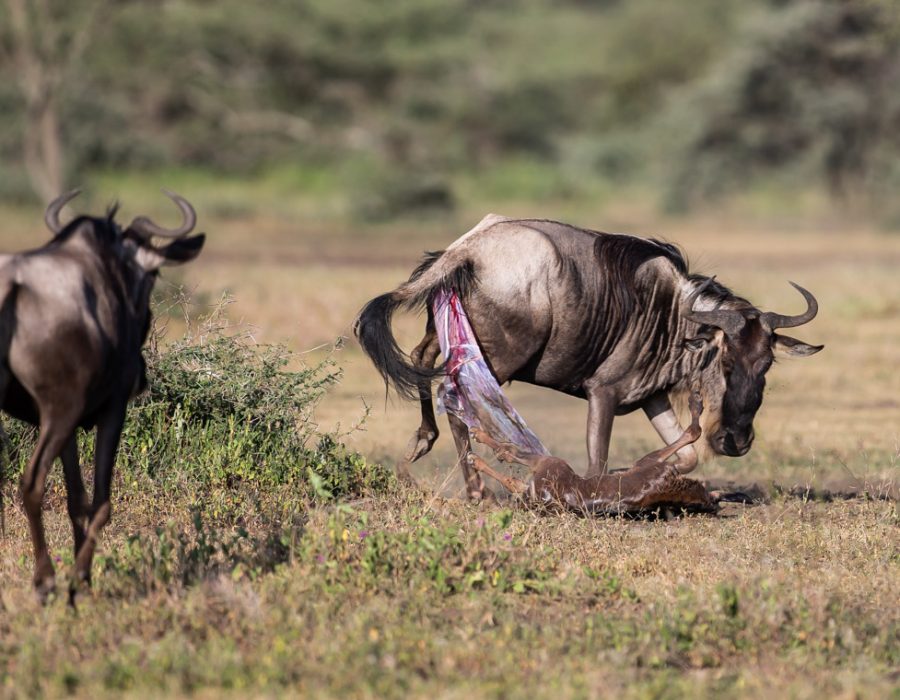Wildebeest Calving Season - Wildebeest Migration in February - Wildebeest Sightings