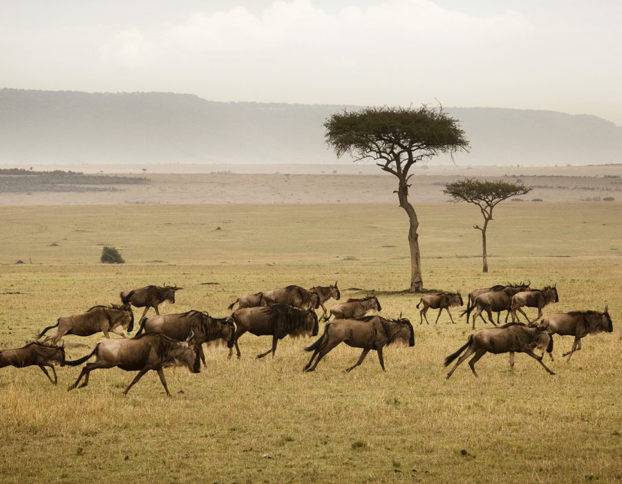 Serengeti Wildebeest Migration in April