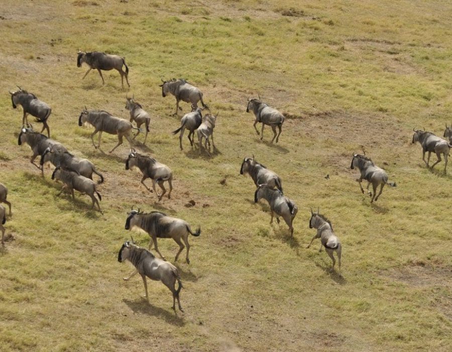 Wildebeest Herd is now currently in Central Serengeti - Wildebeest Migration in May