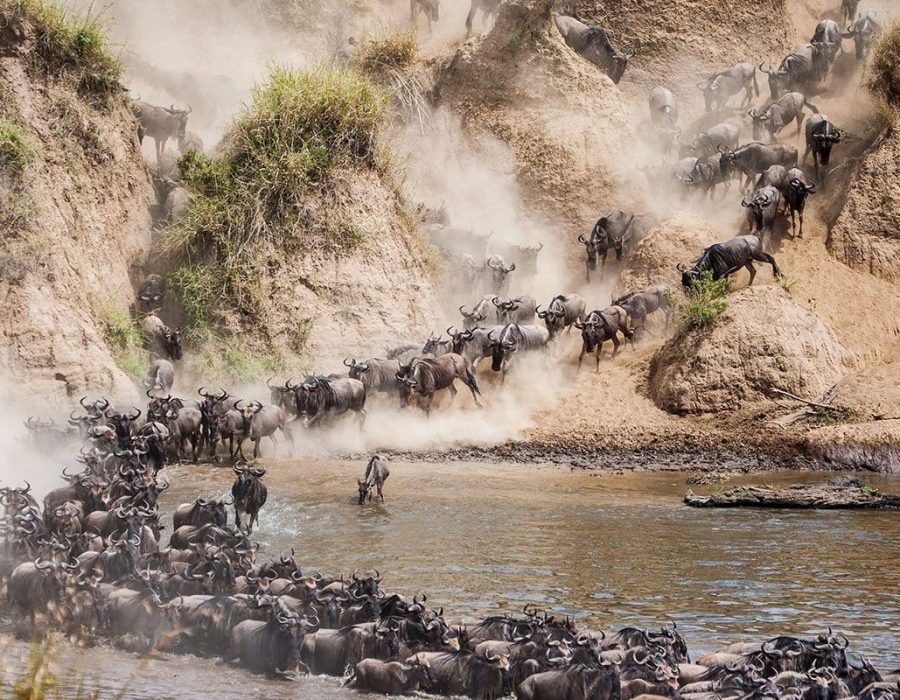 Wildebeest Migration in Masai Mara - Wildebeest Sightings