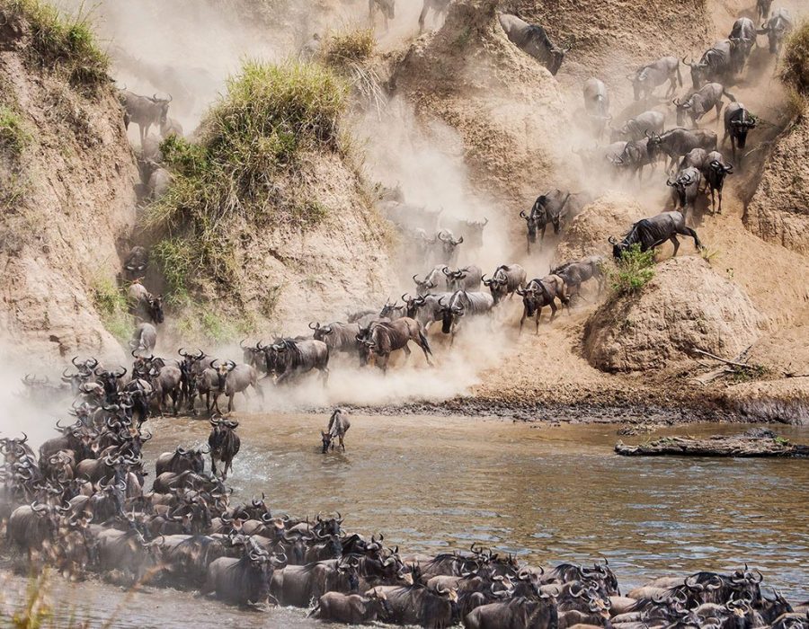 Wildebeest Migration in Kenya and Tanzania - Wildebeest Calving Season - Wildebeest Migration Safaris - Wildebeest Migration Crossings - Wildebeest Sightings