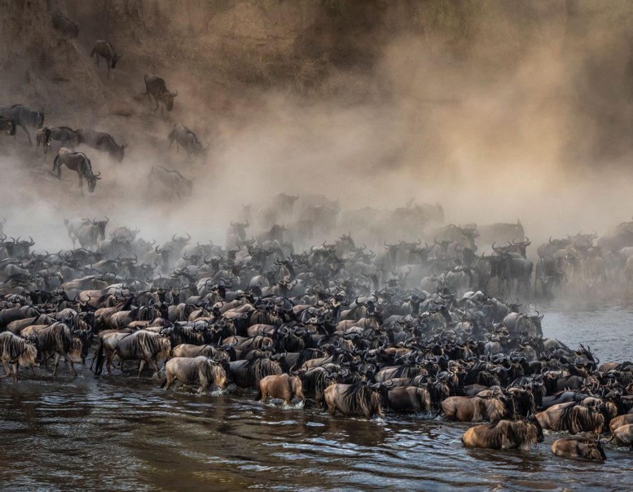 Serengeti Wildebeest Migration in August