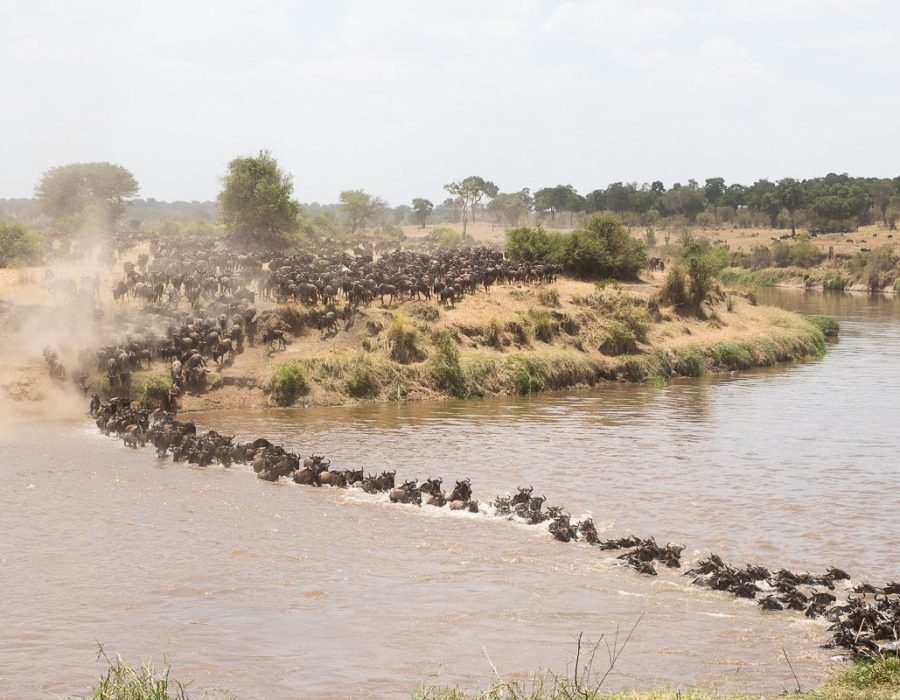 Wildebeest Migration Safaris - Wildebeest Crossings in Masai Mara