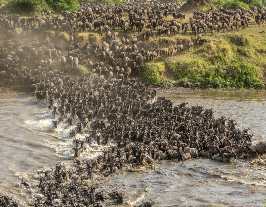 Wildebeest Migration - Wildebeest Crossings in Masai Mara and Serengeti - Wildebeest Sightings