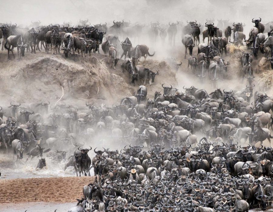 Wildebeest Migration in Masai Mara - Wildebeest Sightings