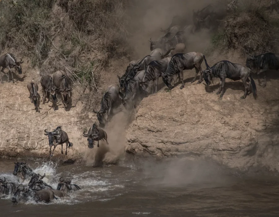 Wildebeest Migration Crossings - Wildebeest Crossings