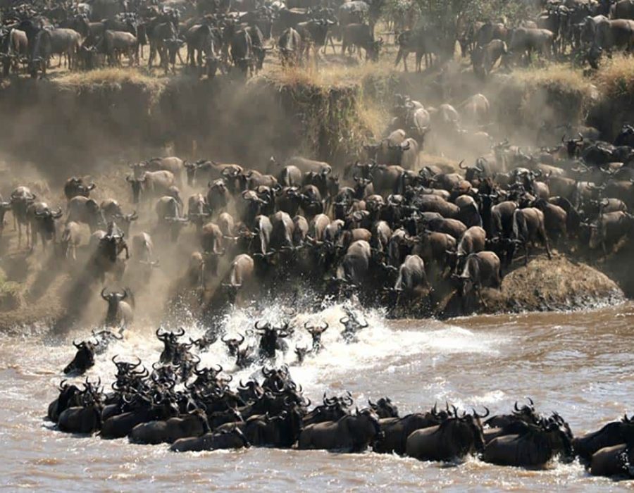 Wildebeest Migration Facts