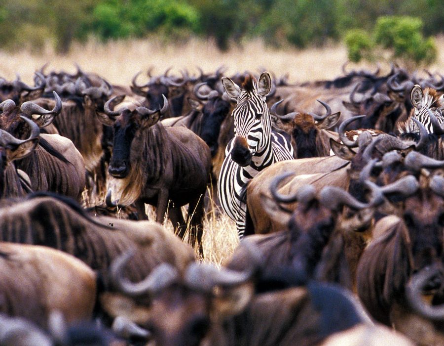 Wildebeest Migration in May